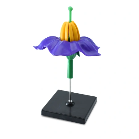 Модель «Цветок картофеля», фиолетовый